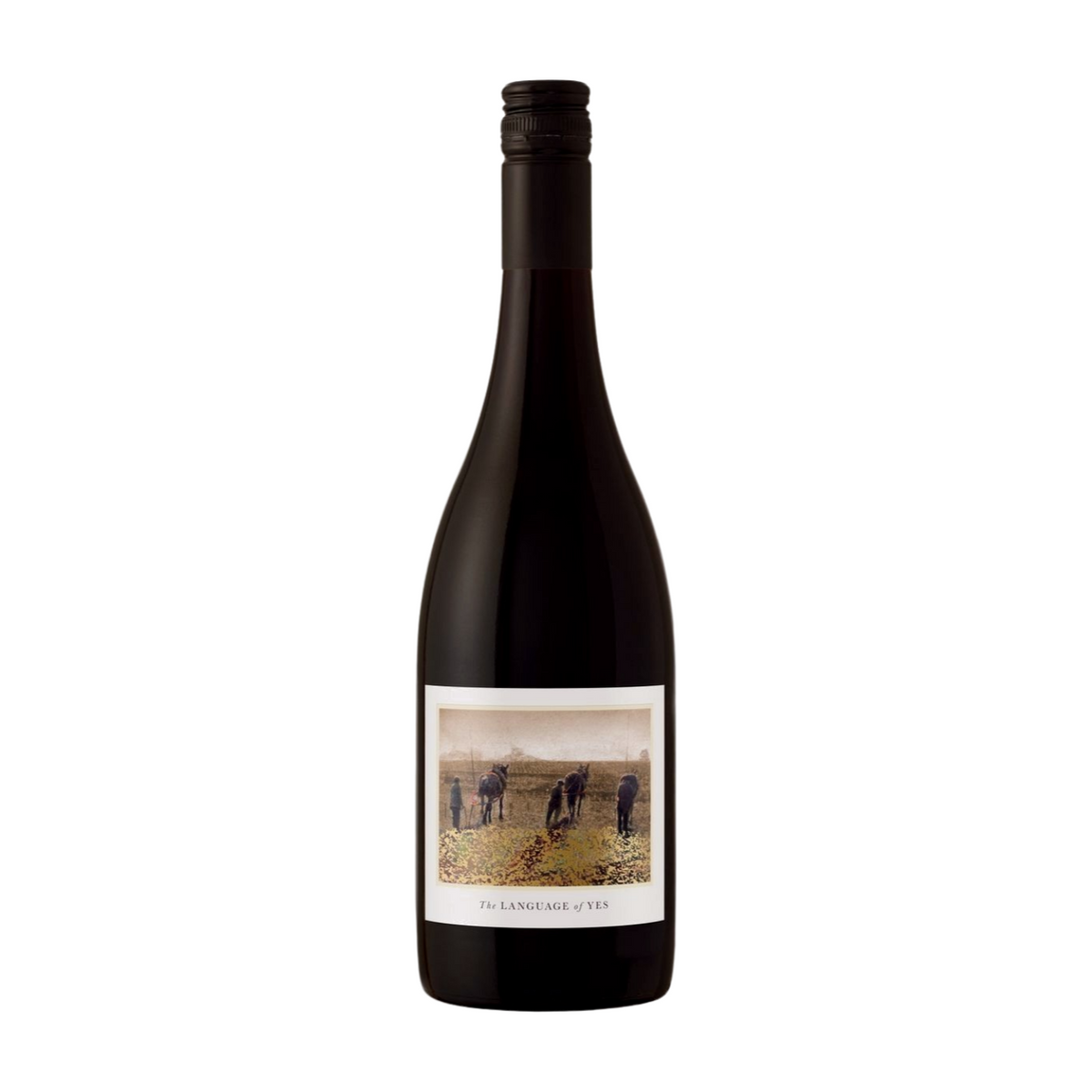 THE LANGUAGE OF YES SYRAH 2021